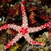 starfish_nr_h_0705_png0961.jpg